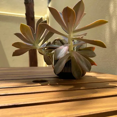 House Real Companhia 度假居